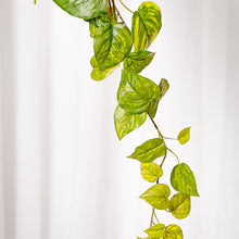 Cargar imagen en el visor de la galería, Poto Singonium