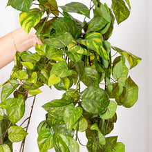 Cargar imagen en el visor de la galería, Poto Singonium