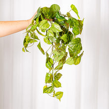 Cargar imagen en el visor de la galería, Poto Singonium