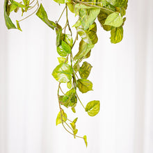 Cargar imagen en el visor de la galería, Poto Singonium