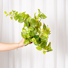 Cargar imagen en el visor de la galería, Poto Singonium