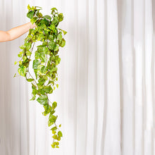 Cargar imagen en el visor de la galería, Poto Singonium