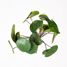 Cargar imagen en el visor de la galería, Planta Pilea