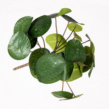 Cargar imagen en el visor de la galería, Planta Pilea