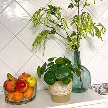 Cargar imagen en el visor de la galería, Planta Pilea