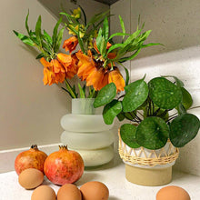 Cargar imagen en el visor de la galería, Planta Pilea