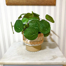 Cargar imagen en el visor de la galería, Planta Pilea