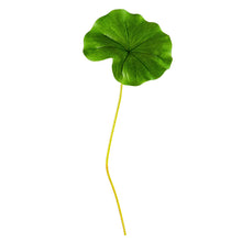 Cargar imagen en el visor de la galería, Hoja de Loto