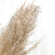 Cargar imagen en el visor de la galería, Pampas Holandesas (Beige)