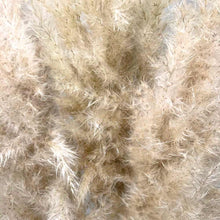 Cargar imagen en el visor de la galería, Pampas Holandesas (Beige)