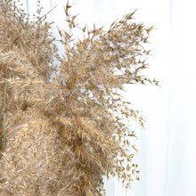 Cargar imagen en el visor de la galería, Pampas marrones