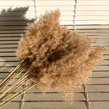 Cargar imagen en el visor de la galería, Pampas marrones