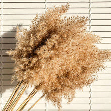 Cargar imagen en el visor de la galería, Pampas marrones