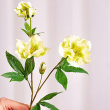 Cargar imagen en el visor de la galería, Web Decoco Producto Eleboro Blanco 3