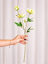 Cargar imagen en el visor de la galería, Web Decoco Producto Eleboro Blanco