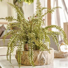 Cargar imagen en el visor de la galería, Web Decoco Producto Helecho Pinchar