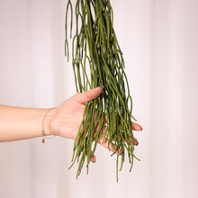 Cargar imagen en el visor de la galería, Web Decoco Producto Planta Alga Verde