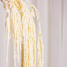 Cargar imagen en el visor de la galería, Web Decoco Producto Preservadas Amaranthus Blanco 5
