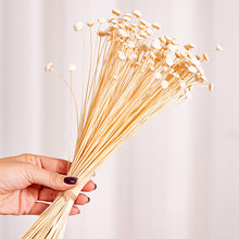 Cargar imagen en el visor de la galería, Botao Preservado