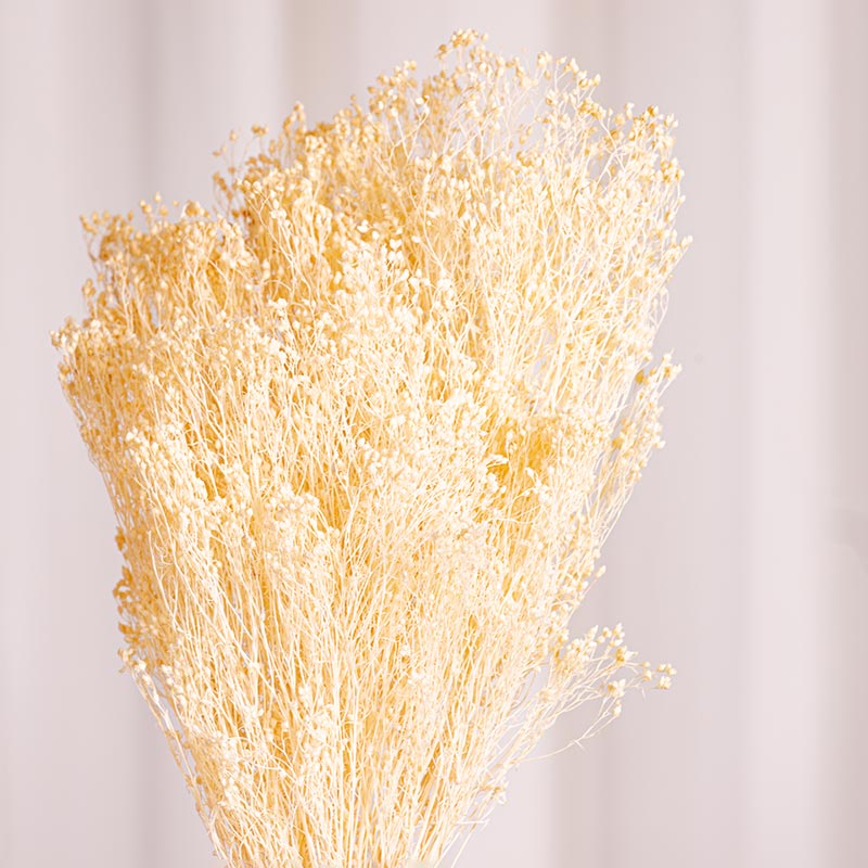 Gypsophila paniculata blanca preservada Decoco Flower Shop