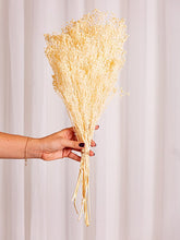 Cargar imagen en el visor de la galería, Web Decoco Producto Preservadas Gypsophila Blanca 6