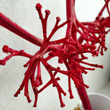 Cargar imagen en el visor de la galería, Web Decoco Producto Preservadas Planta Rústica 4