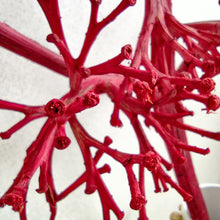 Cargar imagen en el visor de la galería, Web Decoco Producto Preservadas Planta Rústica 5