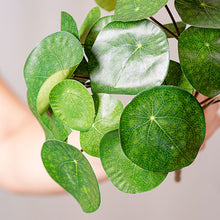 Cargar imagen en el visor de la galería, Planta Pilea