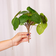 Cargar imagen en el visor de la galería, Web Decoco Producto Producto Planta Pilea