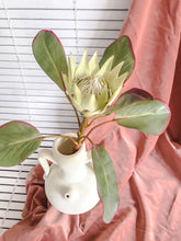 Cargar imagen en el visor de la galería, Web Decoco Producto Protea Eden