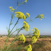 Cargar imagen en el visor de la galería, Ramal Hinojo
