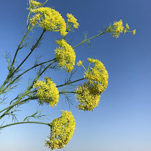 Cargar imagen en el visor de la galería, Ramal Hinojo