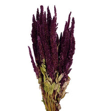 Cargar imagen en el visor de la galería, Amaranthus preservado