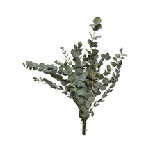 Cargar imagen en el visor de la galería, Eucalipto Varios colores