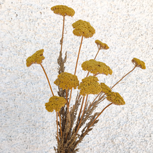 Cargar imagen en el visor de la galería, Achillea Filipendulina blanca
