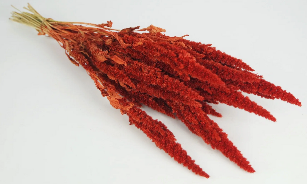 Amaranthus preservado