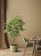 Cargar imagen en el visor de la galería, Árbol Ficus Benjamín
