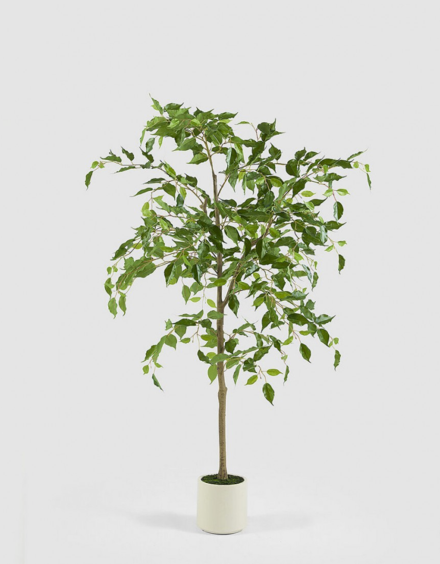 Árbol Ficus Benjamín con Macetero Blanco