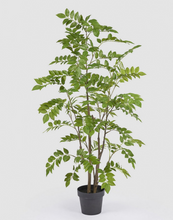 Cargar imagen en el visor de la galería, Árbol Dalbergia
