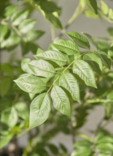 Cargar imagen en el visor de la galería, Árbol Dalbergia
