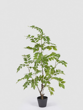 Cargar imagen en el visor de la galería, Árbol Dalbergia
