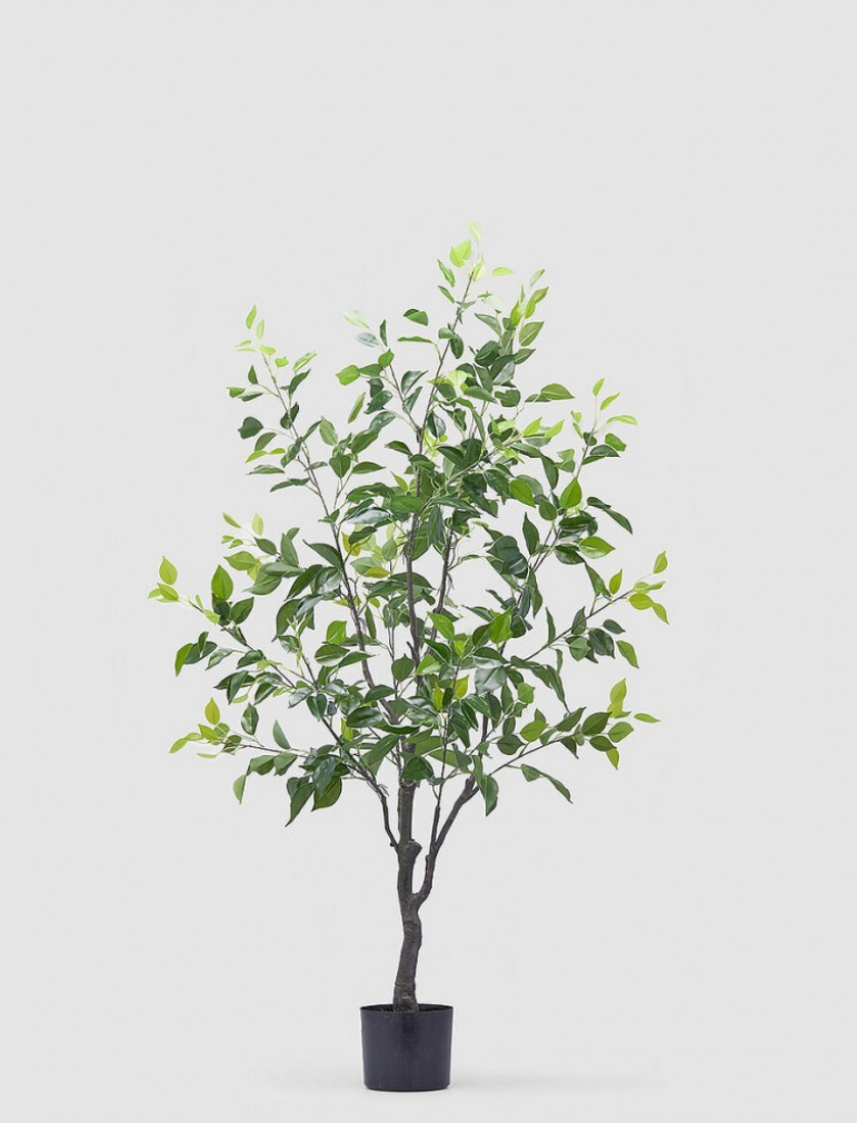 Árbol Ficus Benjamín