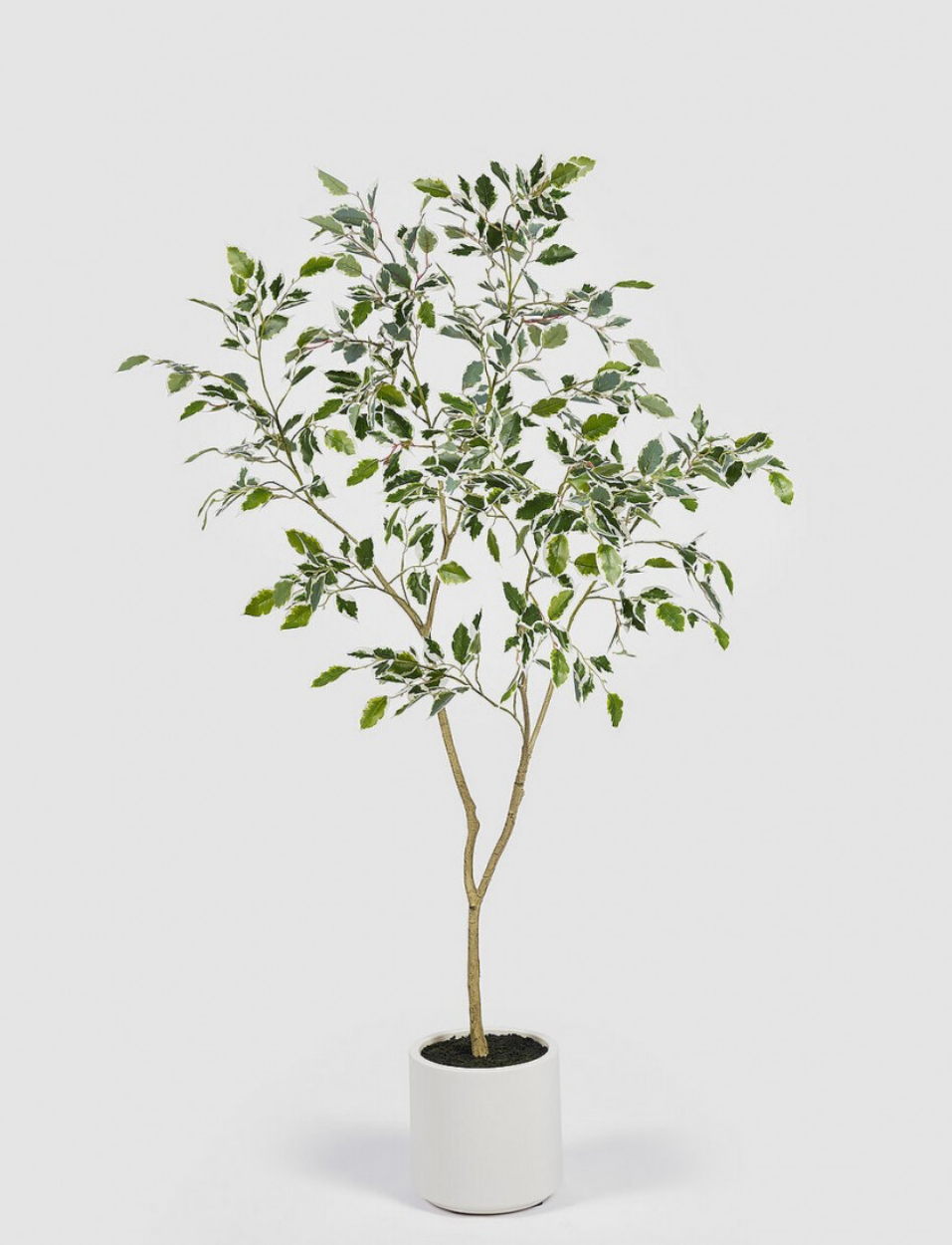 Ficus Benjamín Hojas Blancas + Macetero
