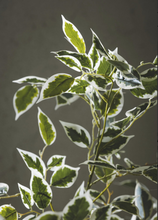 Cargar imagen en el visor de la galería, Ficus Benjamín Hojas Blancas + Macetero
