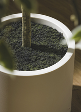 Cargar imagen en el visor de la galería, Ficus Benjamín Hojas Blancas + Macetero
