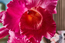 Cargar imagen en el visor de la galería, Orquídeas colombianas Hiperrealistas
