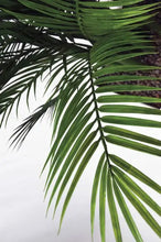 Cargar imagen en el visor de la galería, Palma Areca de Exterior

