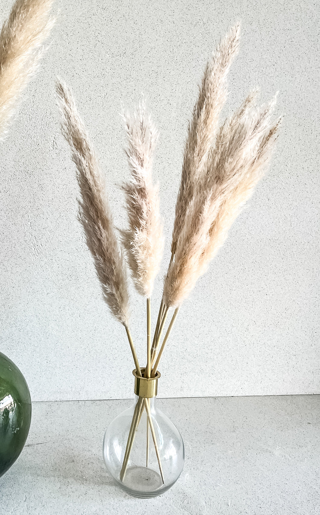 Pampas Pluma