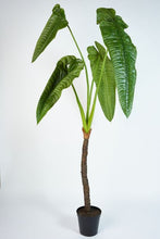 Cargar imagen en el visor de la galería, Plantas Alocasias Grandes Hiperrealistas
