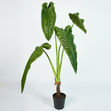 Cargar imagen en el visor de la galería, Plantas Alocasias Grandes Hiperrealistas
